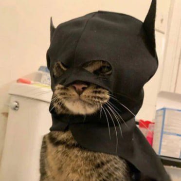 $BATCAT